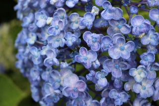 当施設周辺に咲いている紫陽花