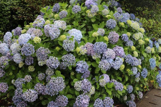 夏の風物詩ですね